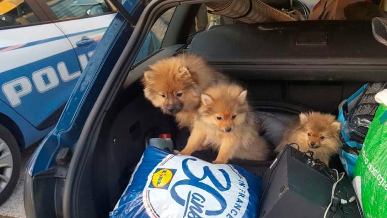 Pri Fernetičih zasegli 3 pasje mladiče