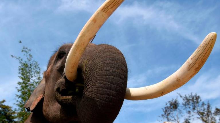 Skrivnostni množični pogin slonov