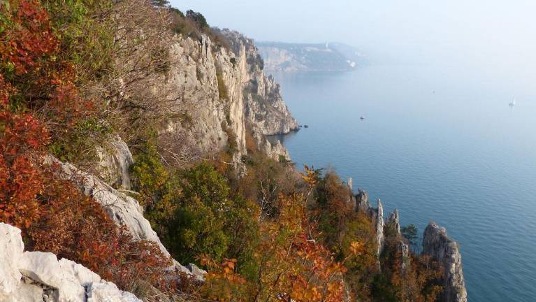 Drevi predavanje o hrustančnicah v Jadranu