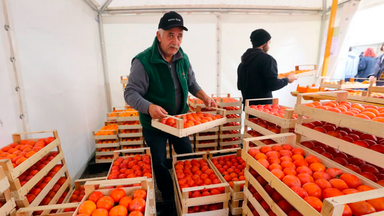 Od danes do nedelje v Strunjanu tradicionalni Praznik kakijev