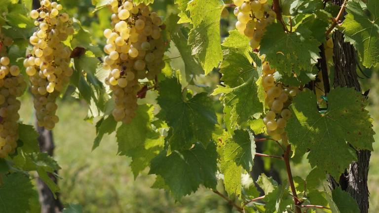 V Brdih tudi letos bogata bera »kozarcev«
