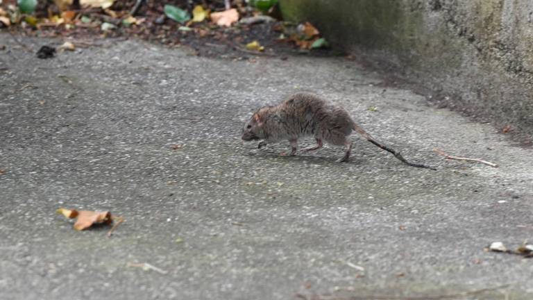 V Sloveniji občutno poskočilo število primerov mišje mrzlice