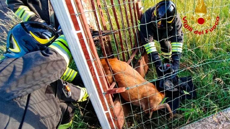 Goriški gasilci rešili srnjaka, ki se je zagozdil v ograjo