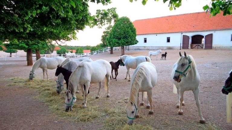 Lipicanci in čebelarstvo morda od četrtka na Unescovem seznamu