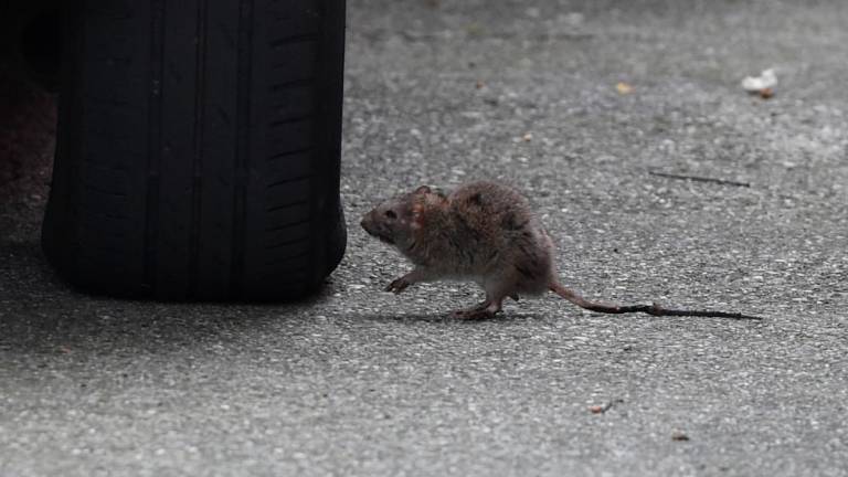 Zdaj pa zaskrblja še mišja mrzlica