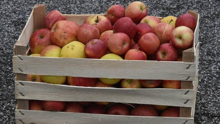 V Boljuncu letela jabolka