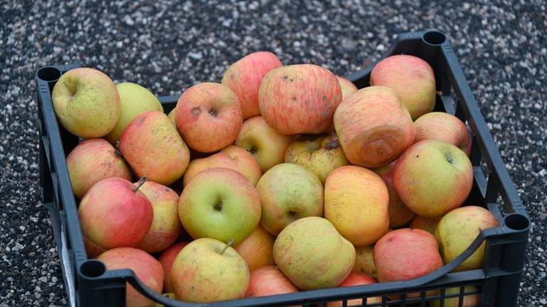 Starodavni običaj lučanja v Boljuncu