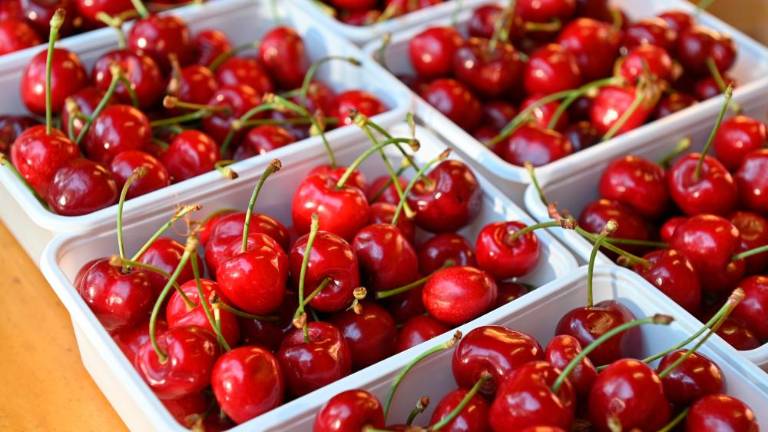 61. Praznik češenj v Mačkoljah