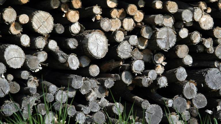 Več zanimanja za sečnjo drv