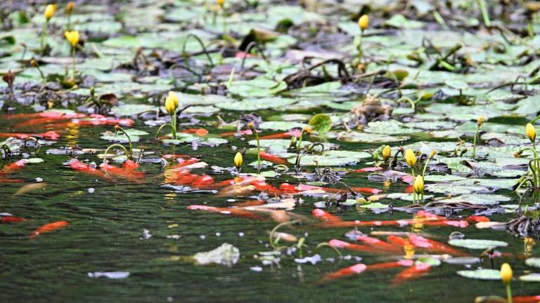Mlaki nameravajo povrniti nekdanji čar