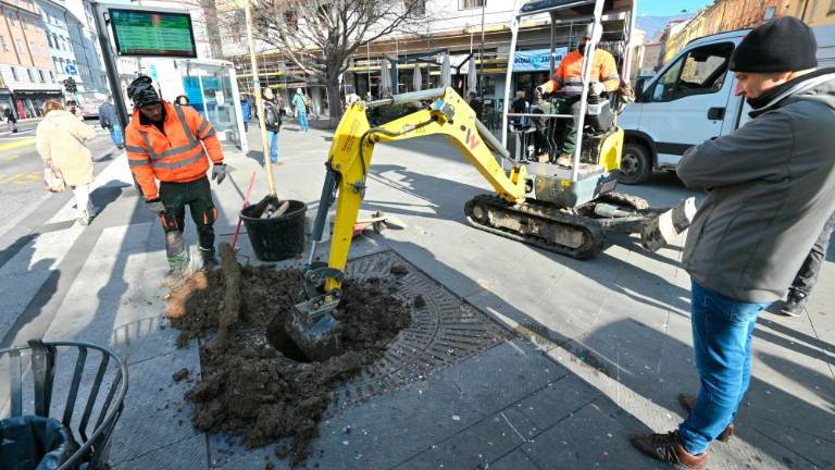 V Trstu bodo posadili 300 dreves