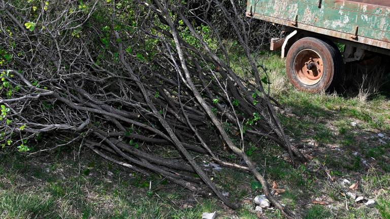 Čiščenje kraške gmajne pri Štivanu