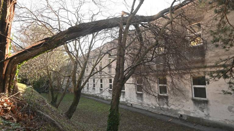 Drevo udarilo v licej