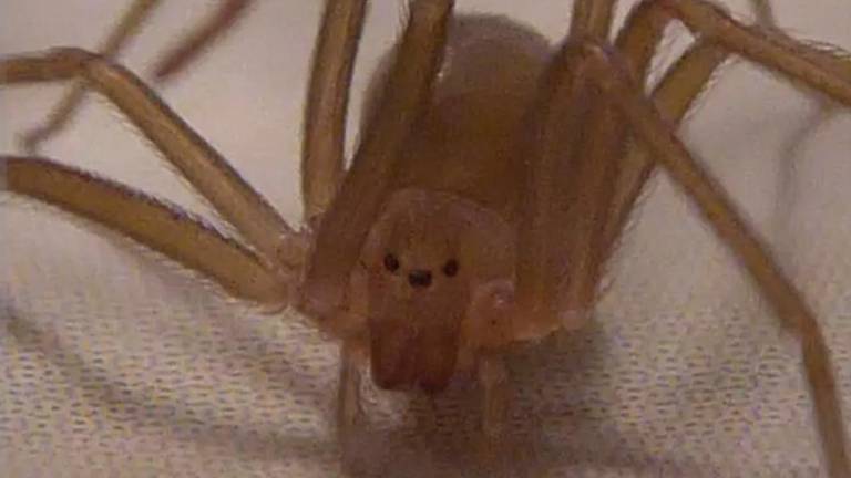 Skrbi so odveč: rjavi pajek samotar sploh ni nevaren