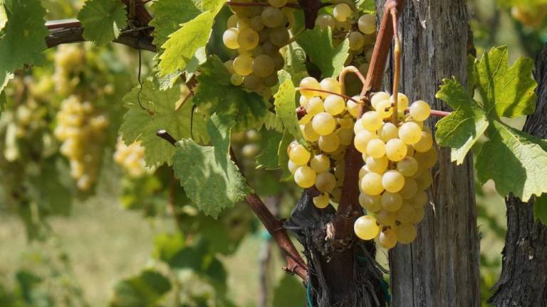 Kljub suši in vročini je letina obetavna