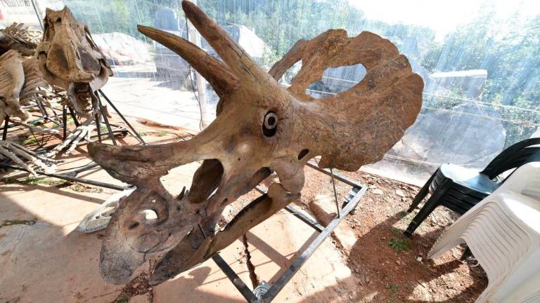 Antonio in Bruno bi se rada vrnila domov