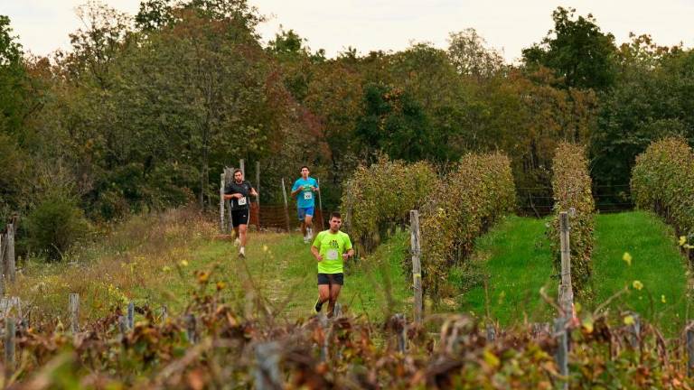 Kar 120 tekačev na 5. Teku med vinogradi
