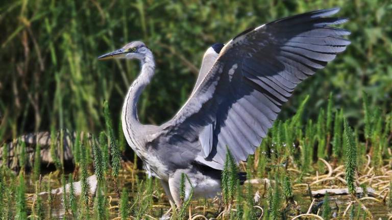 Neprecenljivo »leteče« bogastvo