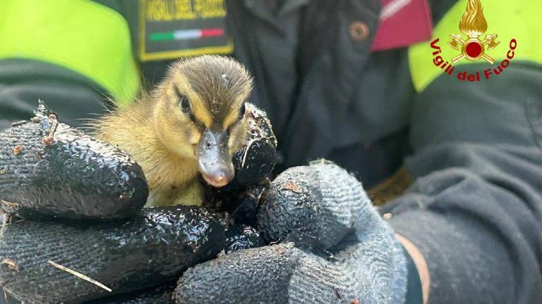 Gasilci rešili sedem račk