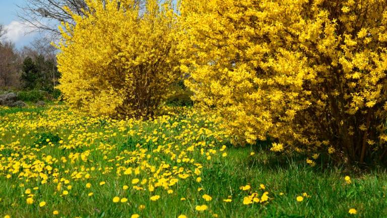 Pustarji bodo odgnali zimo, prihodnji teden bo pomladen