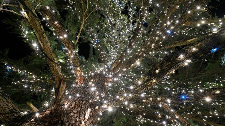 Prižig prazničnih lučk v Nabrežini in na Proseku