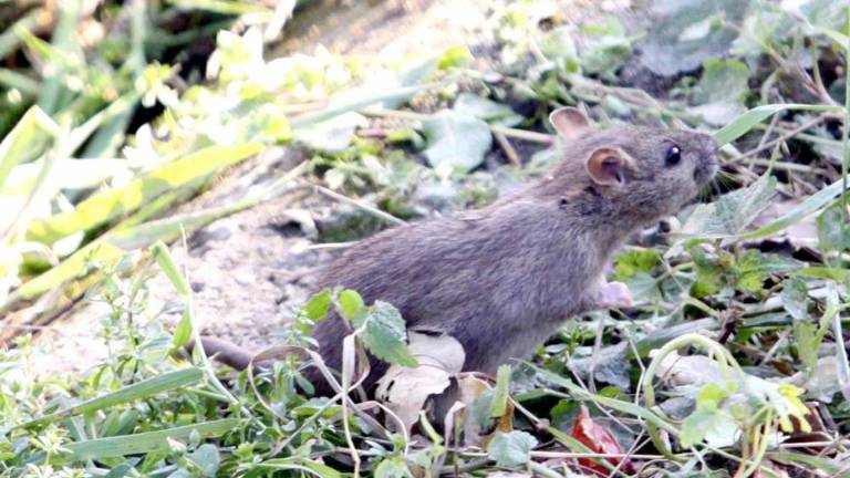Število obolelih za mišjo in zajčjo mrzlico upada
