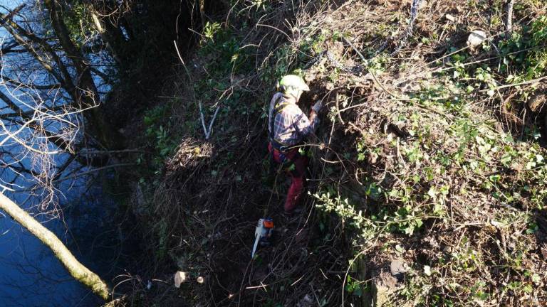 Čiščenje zaraslih brežin uvaja v obnovo pevmskega mostu