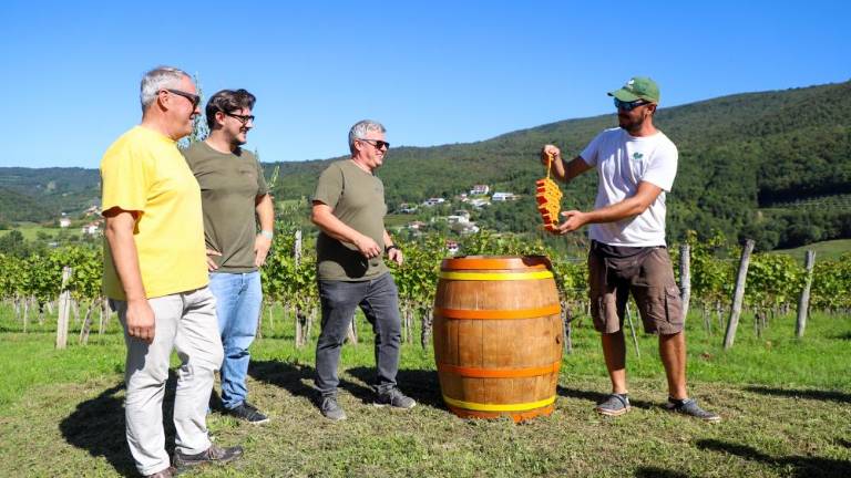 Oranžni grozd prevzela kmetija Primosic