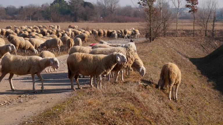 Čreda ovc v Sovodnjah
