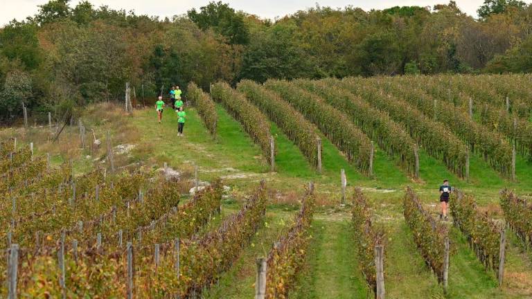 Kar 120 tekačev na 5. Teku med vinogradi