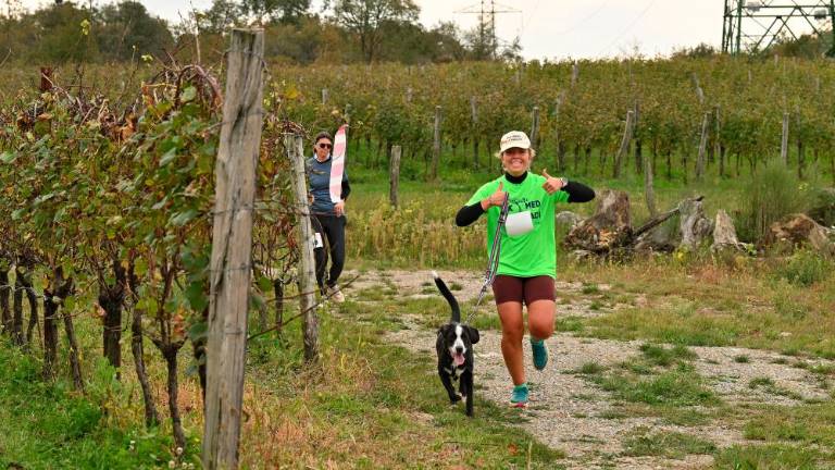 Kar 120 tekačev na 5. Teku med vinogradi