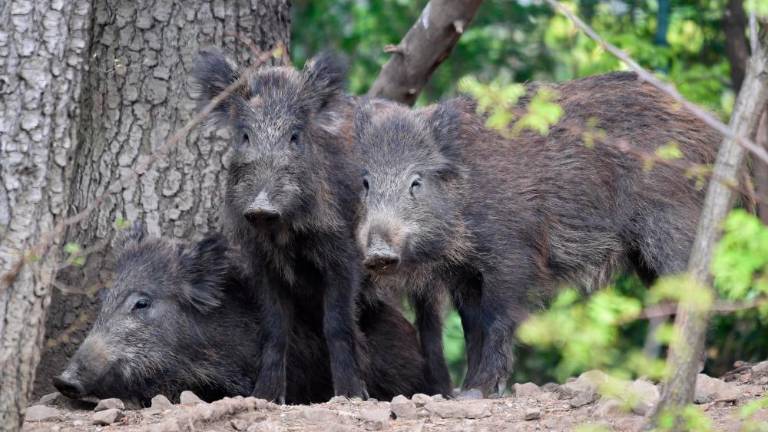 Divji prašiči odslej tarče za odstrel?
