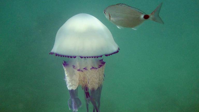 Biosferno območje v Miramaru za zaščito narave