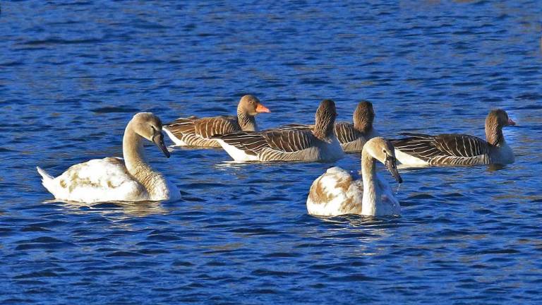 Neprecenljivo »leteče« bogastvo
