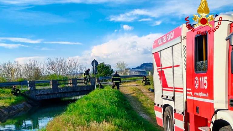 Gasilci iz vode rešili premraženo brejo srno