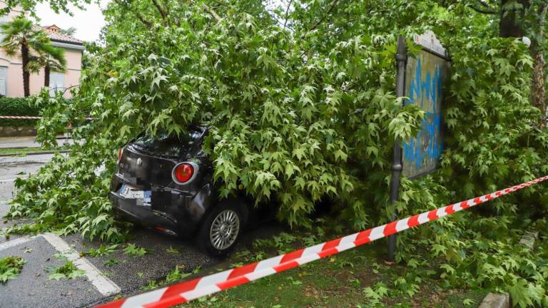 V Gorici bodo obrezali več nevarnih dreves
