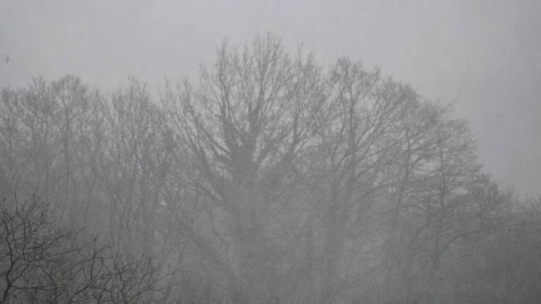 Na Krasu močno sneži (foto in video)