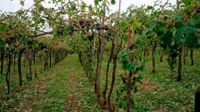 Na Sežanskem toča uničila tretjino vinogradov