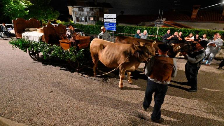 Balo sta s Cola v Repen prepeljala vola
