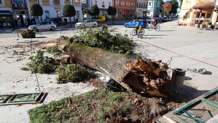 Iz poročila ni izhajalo, da je lipa lahko nevarna