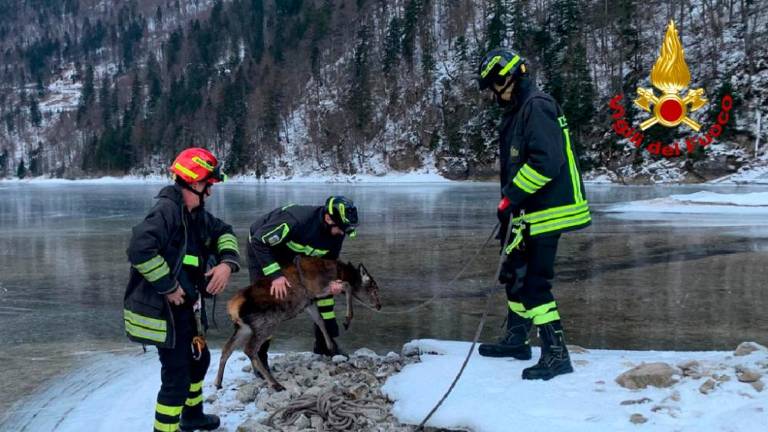 Reševali jelena, ki je ostal ujet v zaledenelem Rabeljskem jezeru (video)