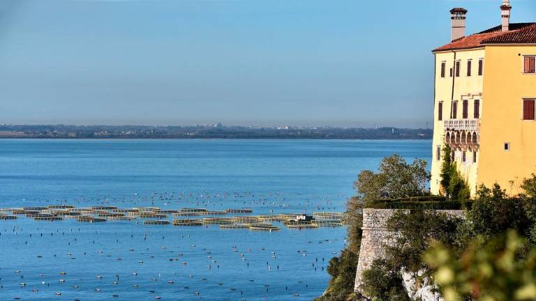 Ob devinski obali gojijo brancine in orade