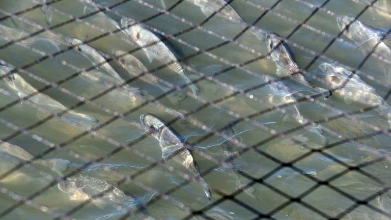 Ob devinski obali gojijo brancine in orade