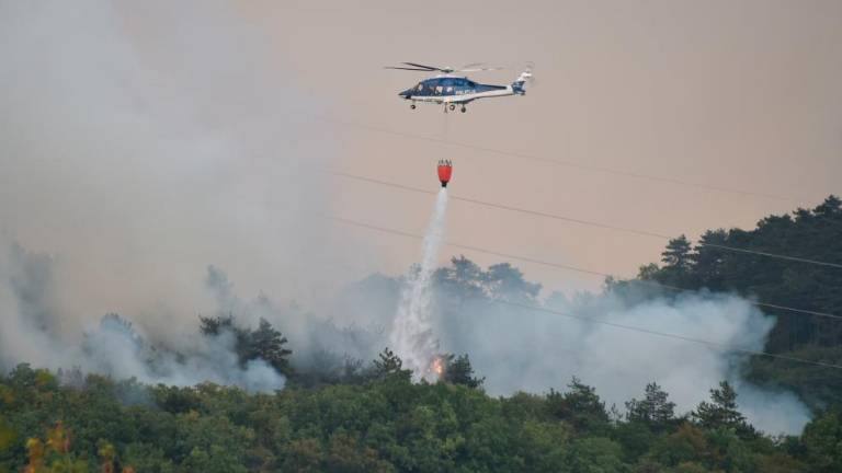 Tri leta po požaru obnovili šestino pogorelega gozda