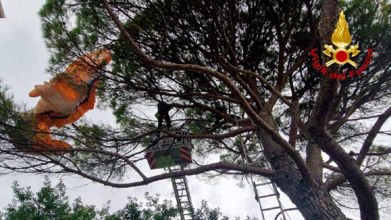 V Sesljanu jadralni padalec pristal na drevesu