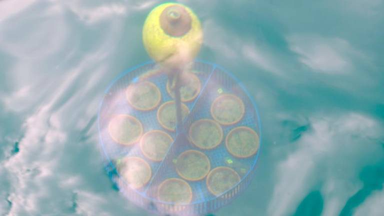 Morske gozdove bodo oživili