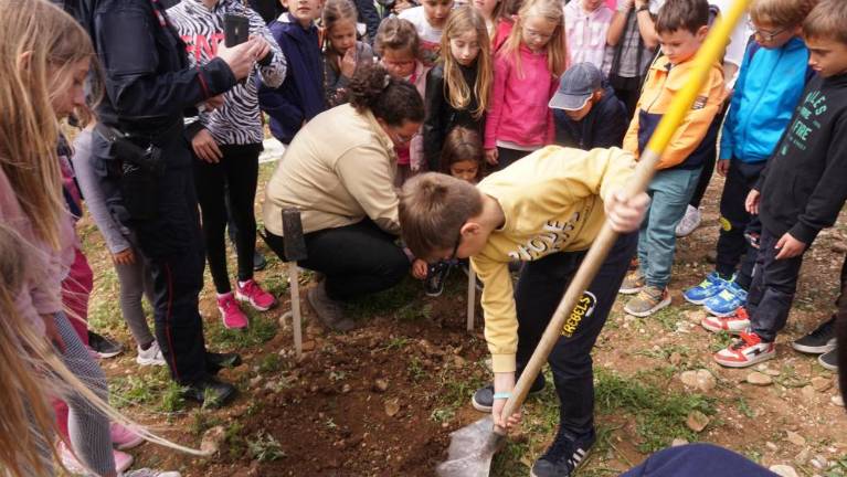 Beli gaber za zdravje