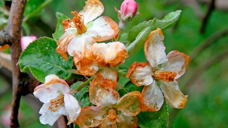 V začetku prihodnjega tedna spet grozi pozeba