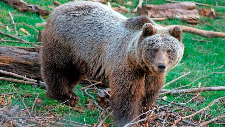 Idrijčan se je na jutranjem sprehodu srečal z medvedom