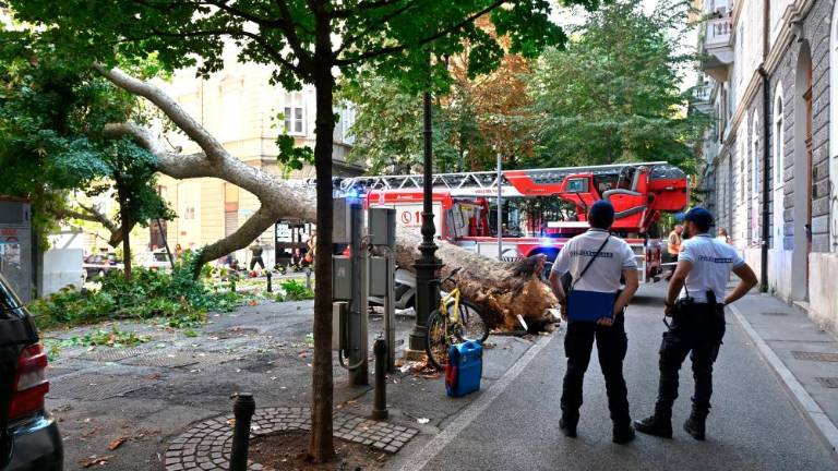 V Drevoredu 20. septembra padlo veliko drevo